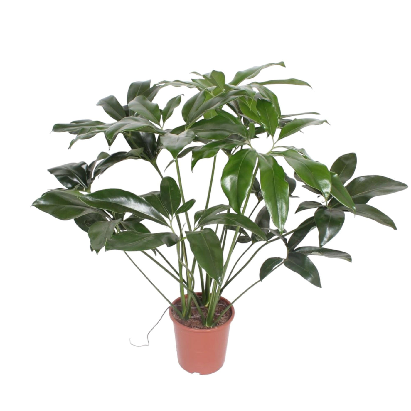 Philodendron Green Wonder - Ø24cm - ↕100cm