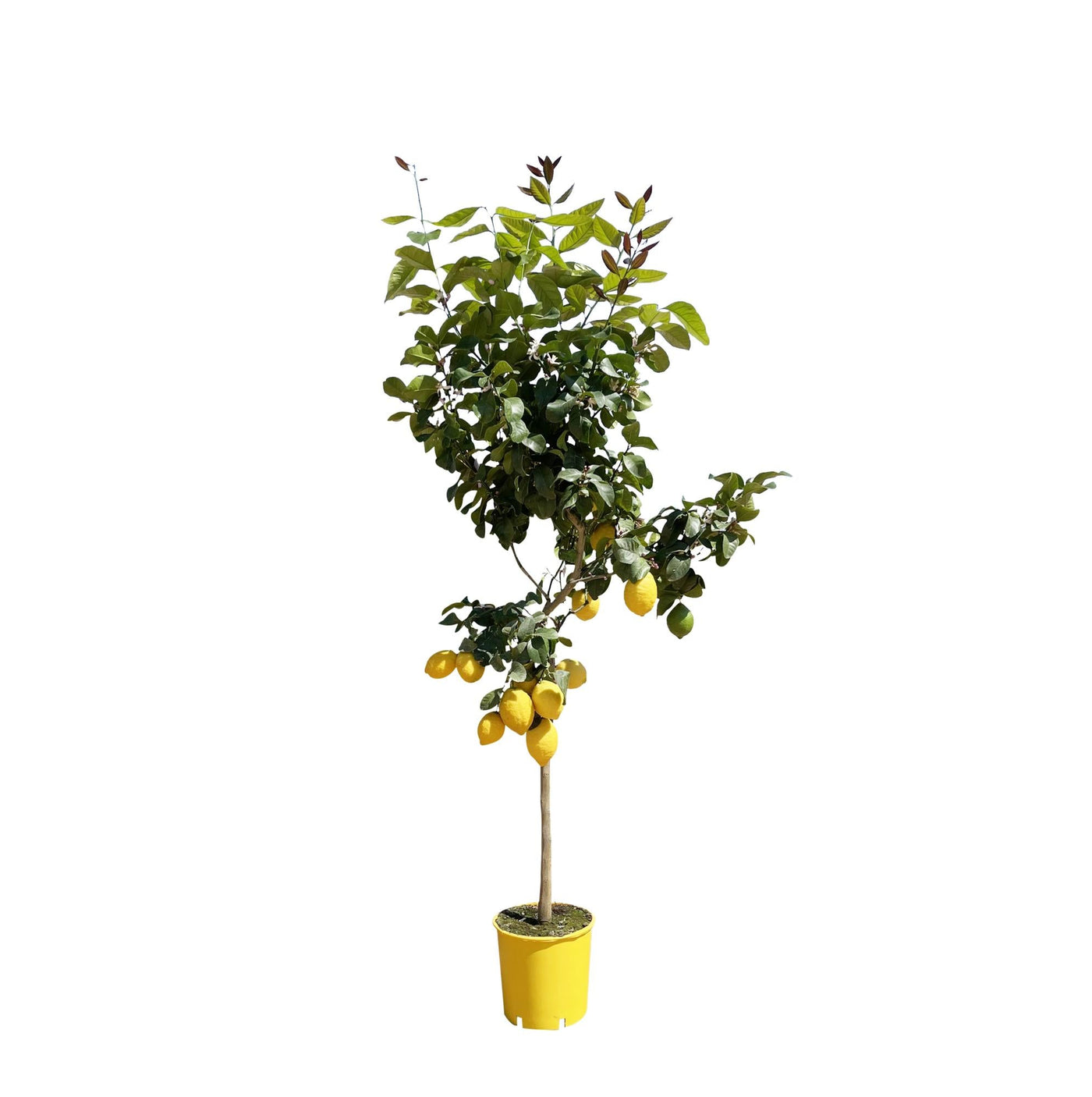 Citroenboom - Citrus limon - Ø30cm - ↕150cm