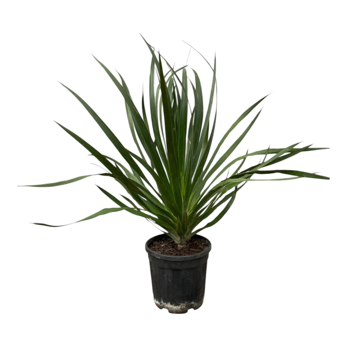 Drakenboom - Dracaena Draco - Ø24cm - ↕100cm