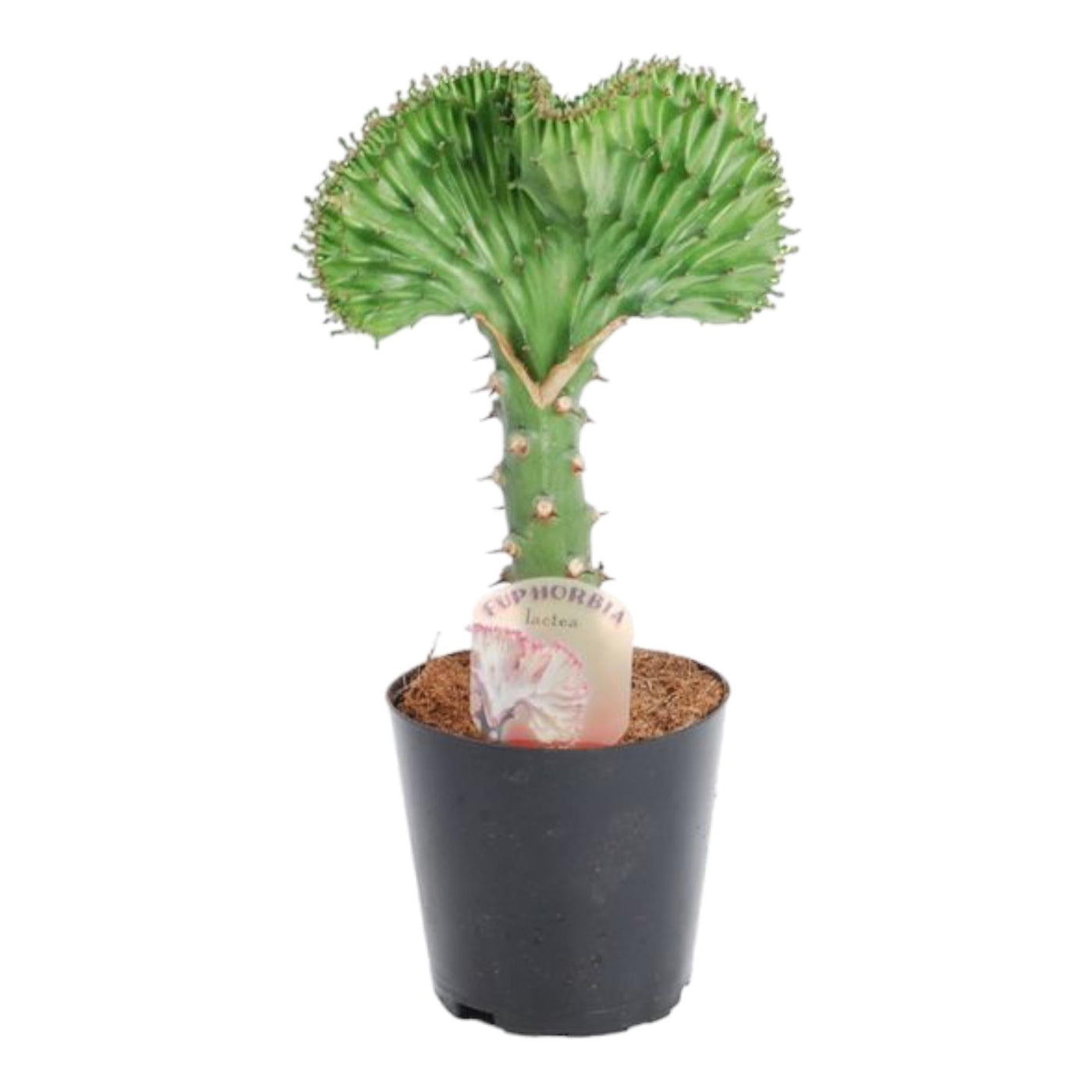 Wolfsmelk - Euphorbia lactea Cristata groen - Ø10cm - ↕30cm