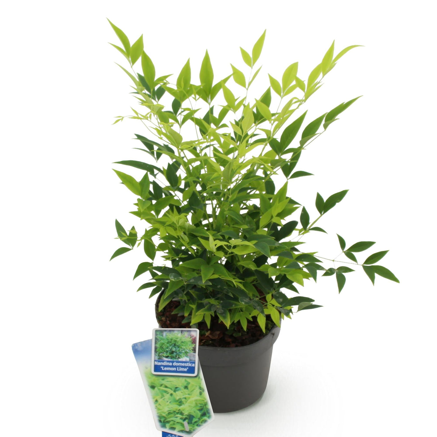 Hemelse bamboe - Nandina domestica 'Lemon & Lime' - Ø17cm - ↕45cm