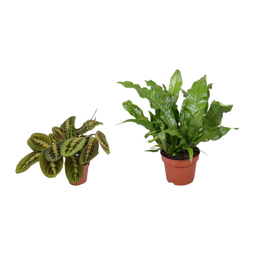 Zebraplant en Microsorum Crocodyllus