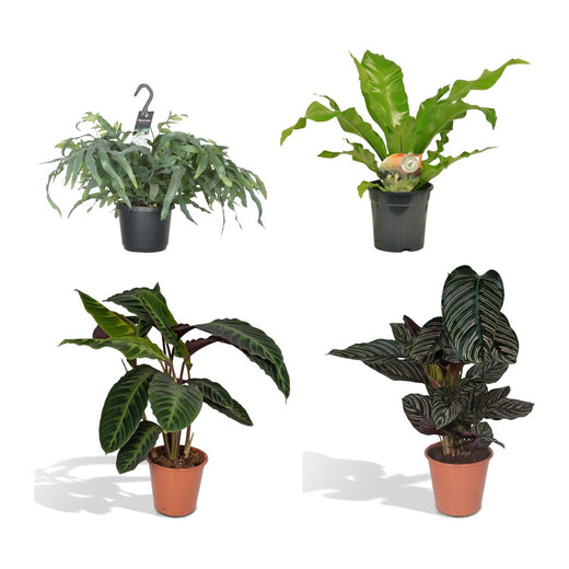 Blauwvaren, Tongvaren, Pauwenplant en Calathea Ornata