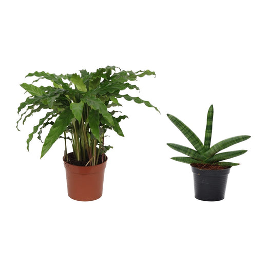 Calathea Bluegrass en Vrouwentong