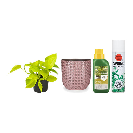 Pothos met pot, voeding en bladglans