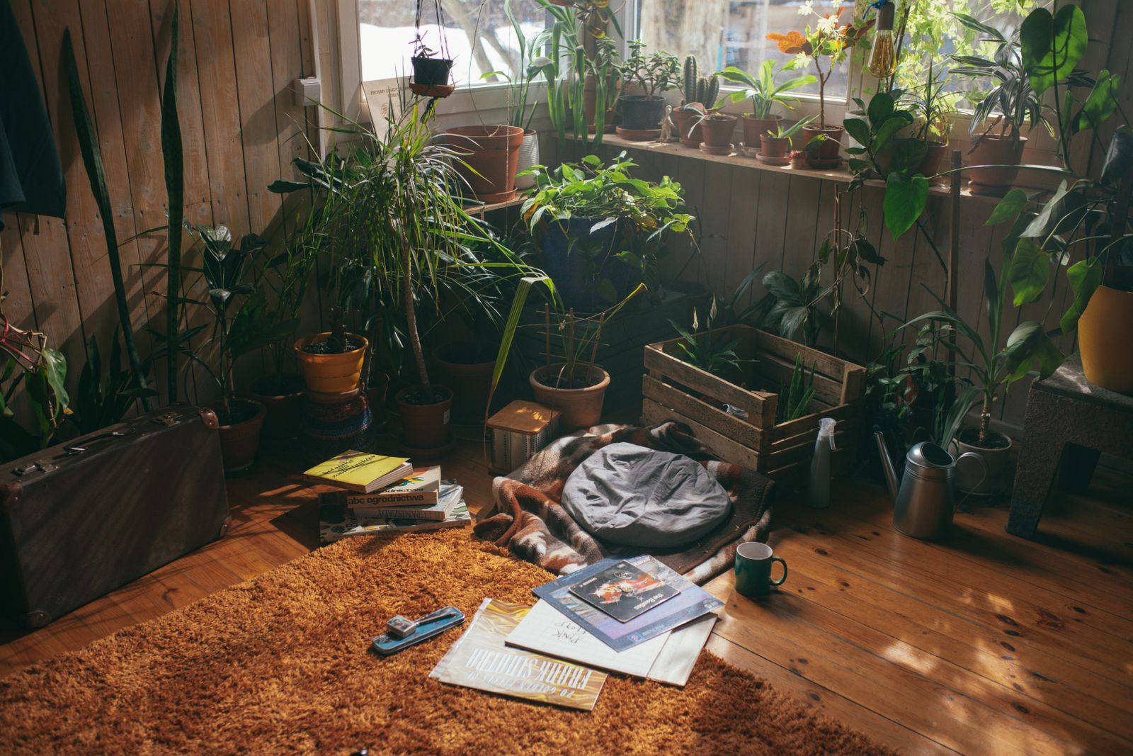 De 10 beste grote kamerplanten voor een lege hoek