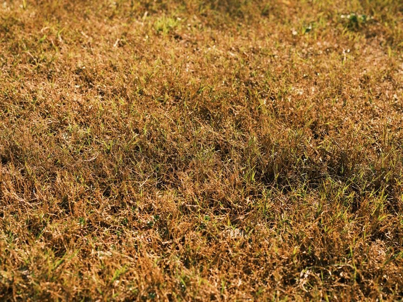 Sproeiverbod in je tuin: wat mag nog wel, en welke planten droogte doorstaan