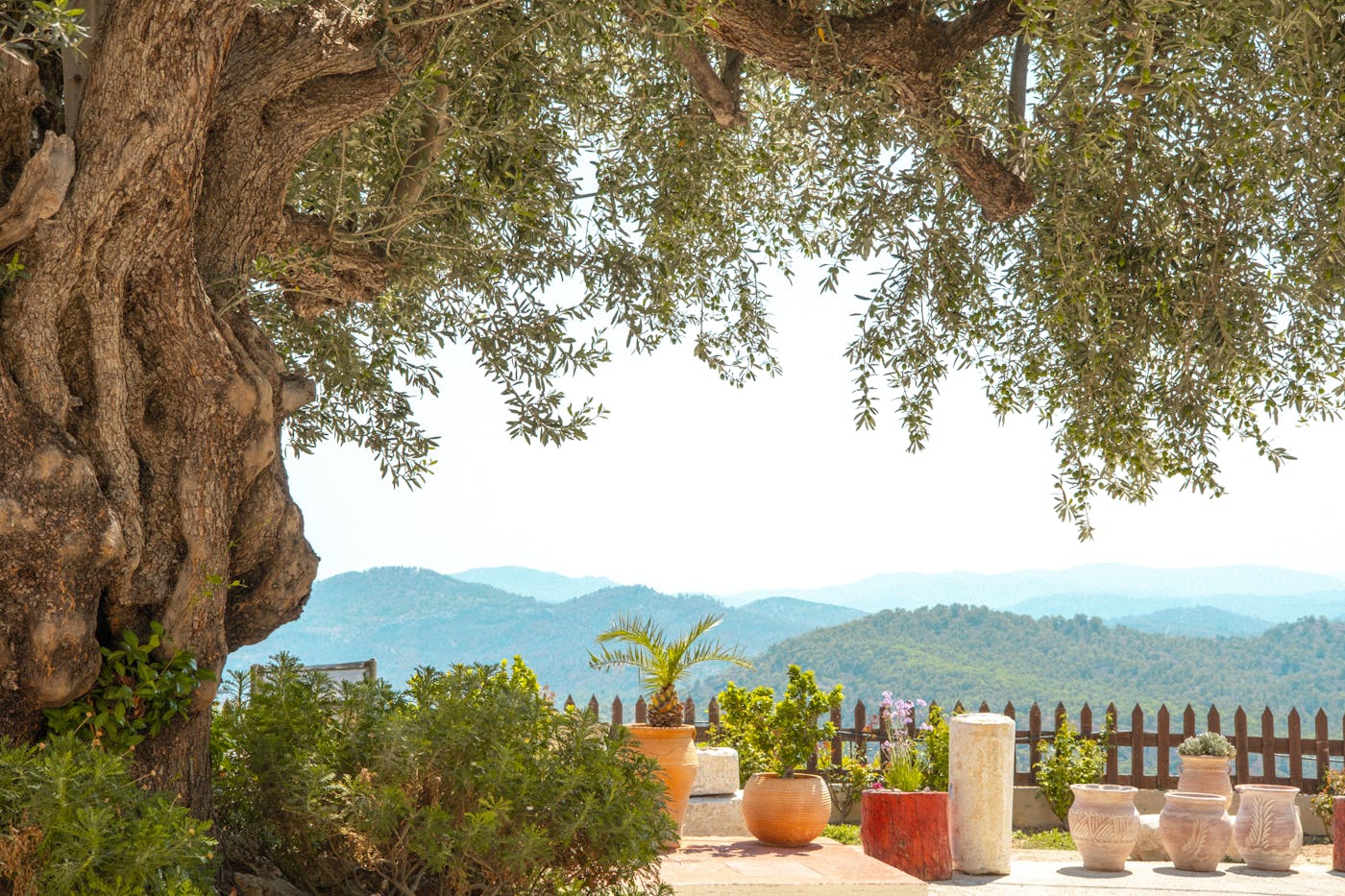 Mediterraan interieur: welke planten maken de sfeer compleet