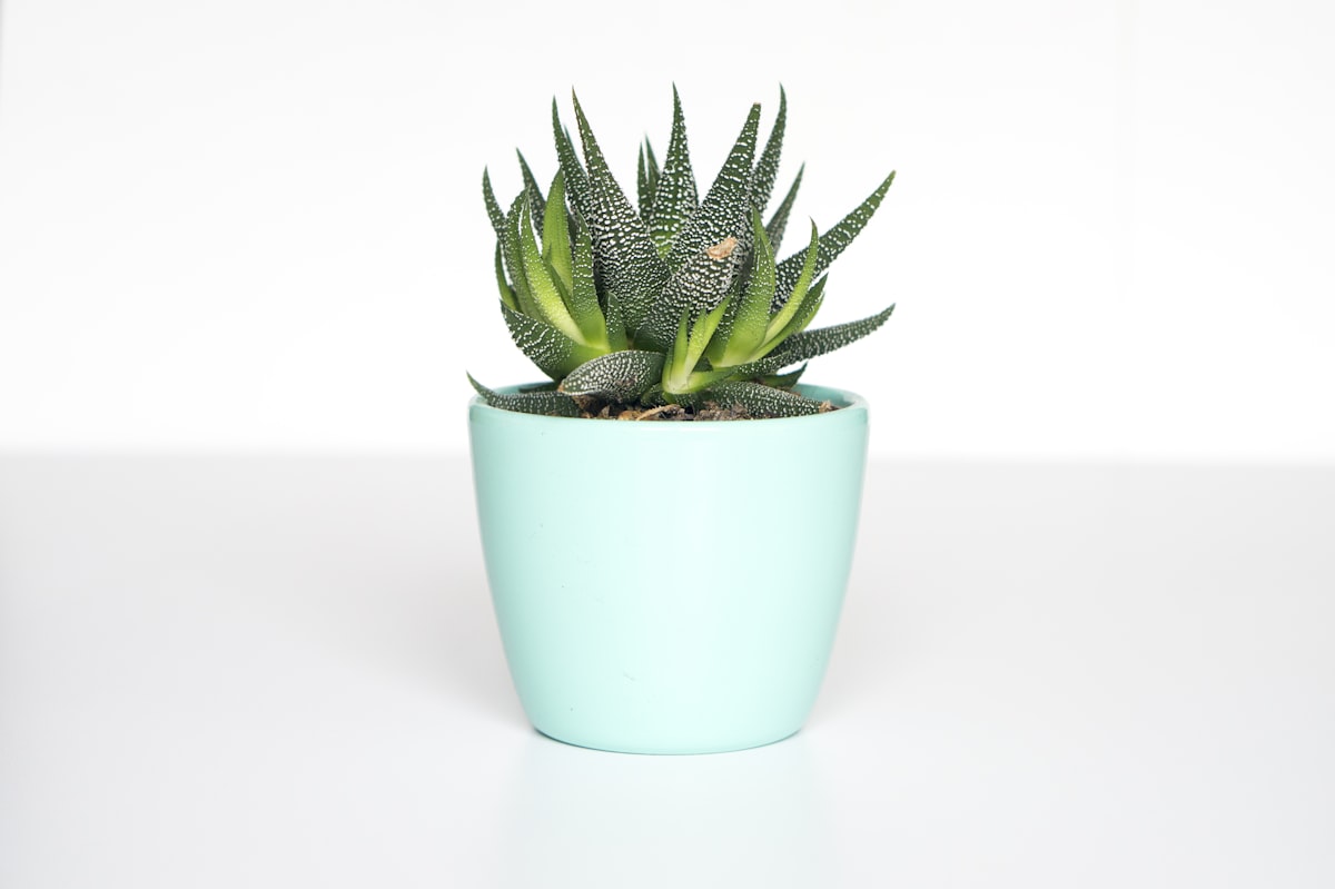 Diverse kamerplanten