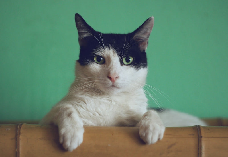 Kamerplanten giftig voor katten en honden: wat je moet weten