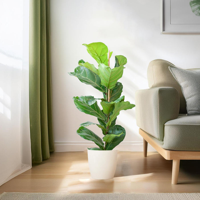 Welke pot past bij je plant? Waarom een te grote hem verzuipt