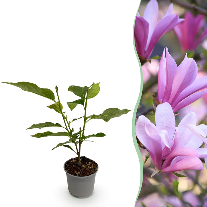 Planten in het najaar: waarom nu het beste moment is, en wat je beter laat staan