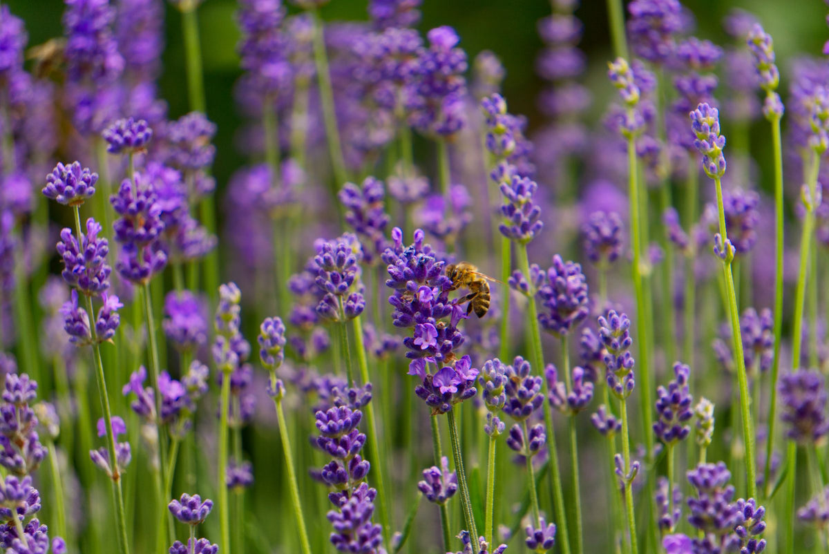 Geurende planten