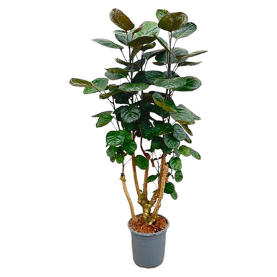 Polyscias Fabian - Ø24cm - ↕100cm