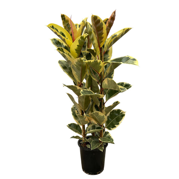 Rubberboom - Ficus elastica Tineke struik - Ø28cm - ↕140cm