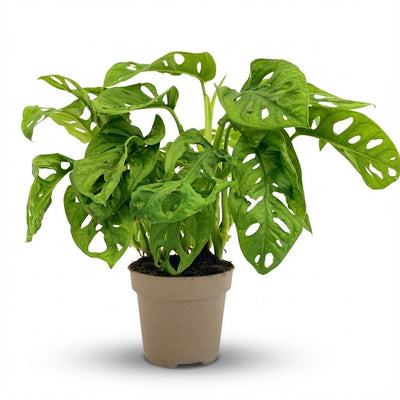 Gatenplant - Monstera Adansonii Monkey Mask - Ø12cm - ↕25-35cm