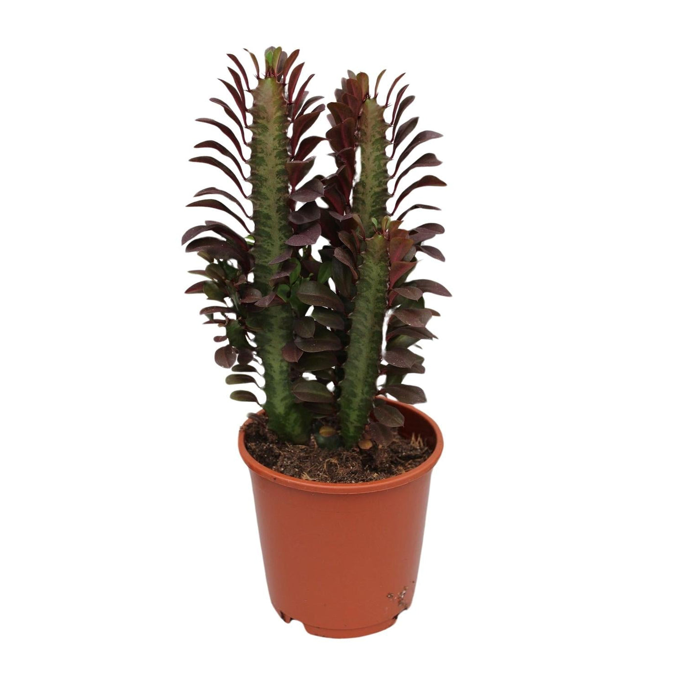 Wolfsmelk - Euphorbia trigona Rubra - Ø12cm - ↕40cm