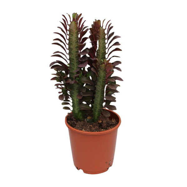Wolfsmelk - Euphorbia trigona Rubra - Ø12cm - ↕40cm