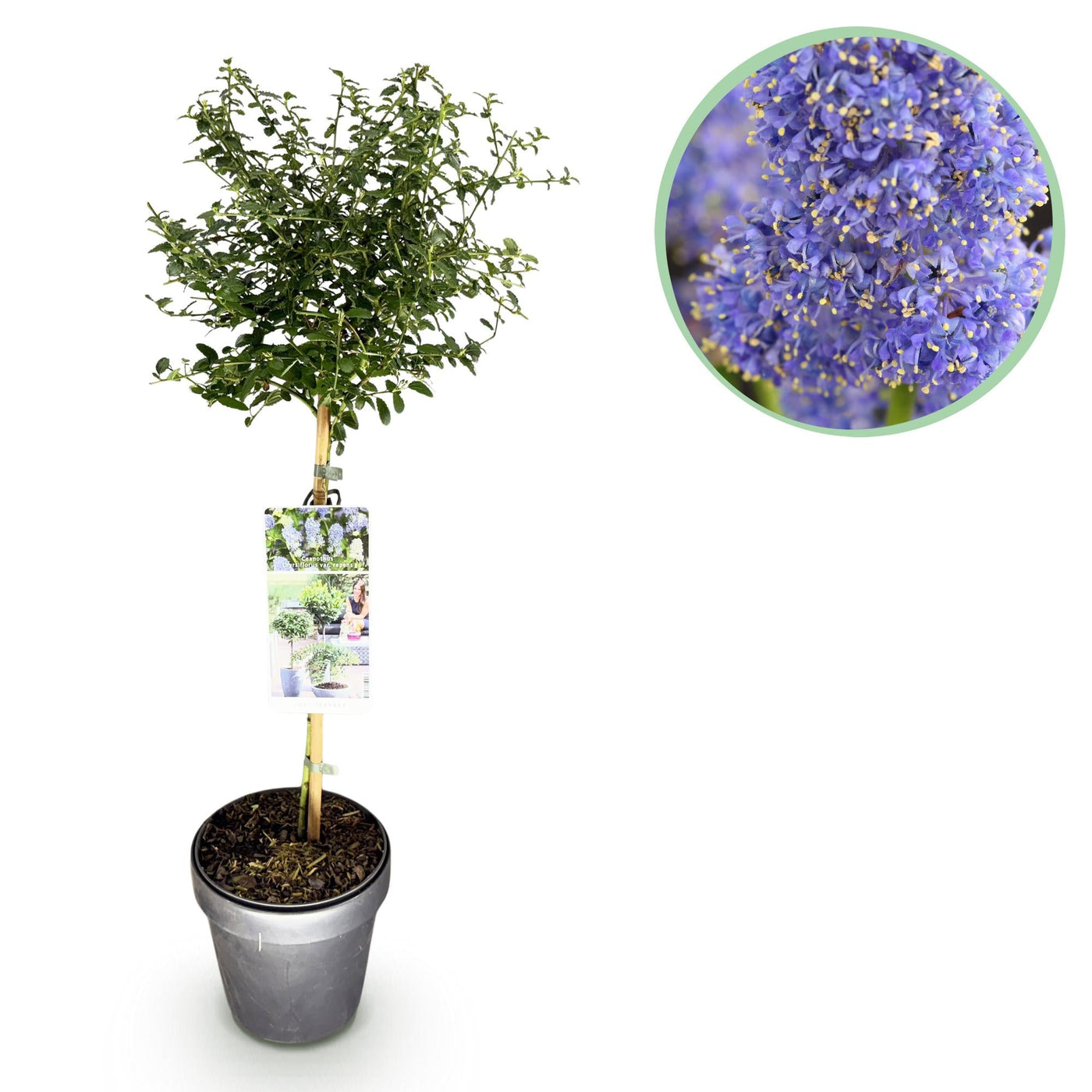 Amerikaanse sering op stam - Ceanothus thyrsiflorus Repens - Ø19cm - ↕90cm