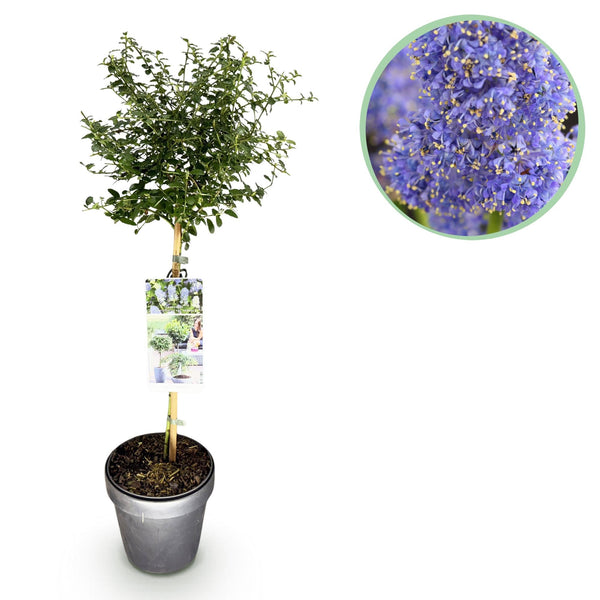 Amerikaanse sering op stam - Ceanothus thyrsiflorus Repens - Ø19cm - ↕90cm