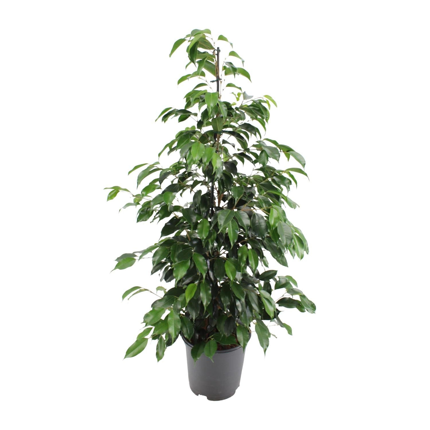 Treurvijg - Ficus benjamina Danielle - Ø21cm - ↕95cm