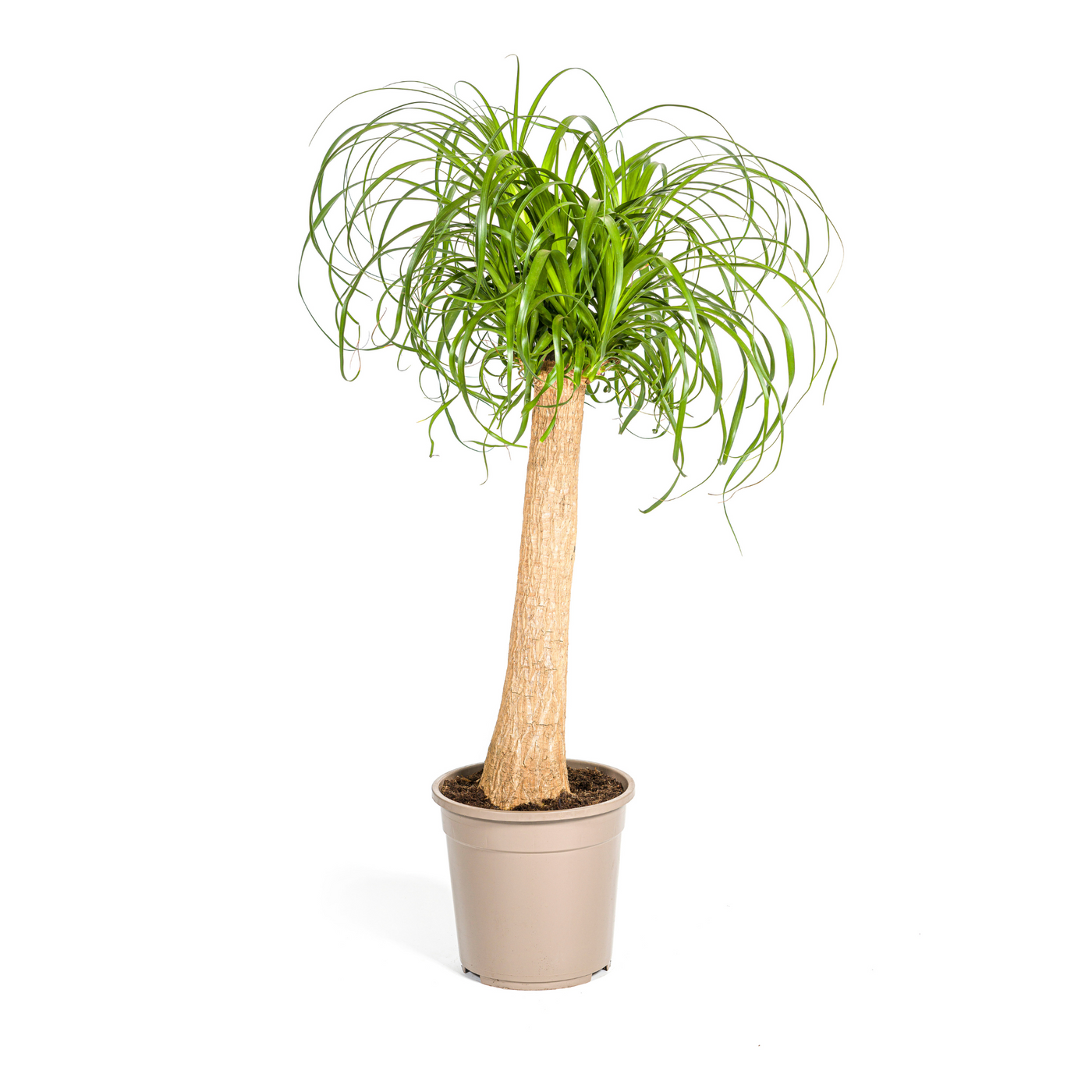 Olifantspoot - Beaucarnea recurvata Stam - Ø24cm - ↕80-100cm