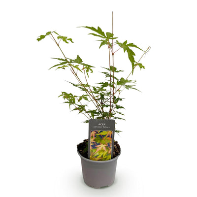 Japanse Esdoorn - Acer palmatum Sangokaku - Ø12cm - ↕35cm