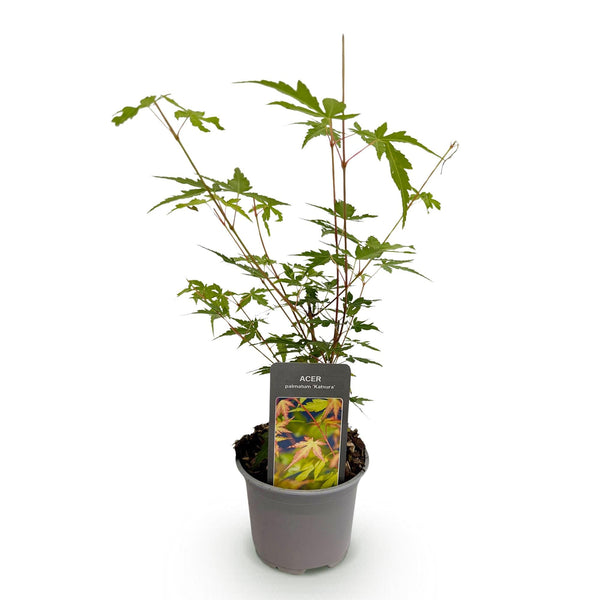 Japanse Esdoorn - Acer palmatum Sangokaku - Ø12cm - ↕35cm