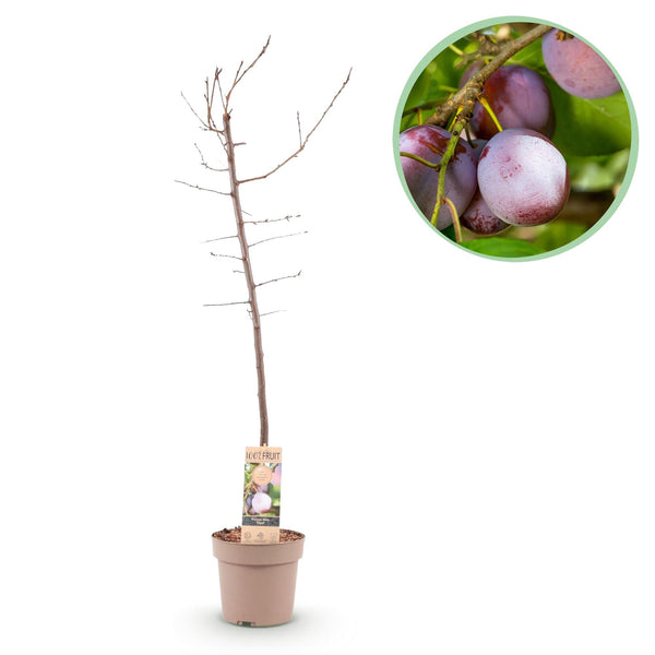 Pruimenboom - Prunus domestica 'Opal' - Ø21cm - ↕90cm