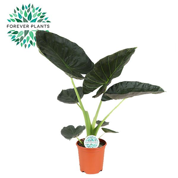 Olifantsoor - Alocasia Regal Shield - Ø21cm - ↕90cm