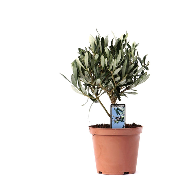 Olijfboom op stam - Olea europaea - Ø13cm - ↕21cm