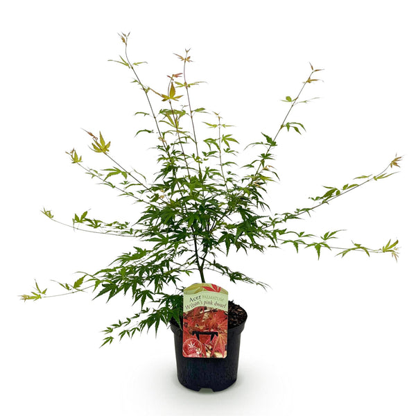 Japanse Esdoorn - Acer palmatum Pink Dwarf - Roze - Ø19cm - ↕70cm