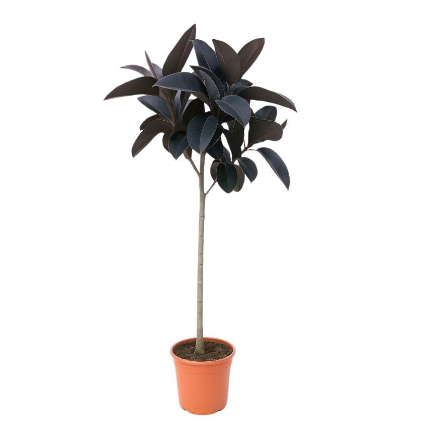 Rubberboom - Ficus elastica Abidjan stam - ↕150cm
