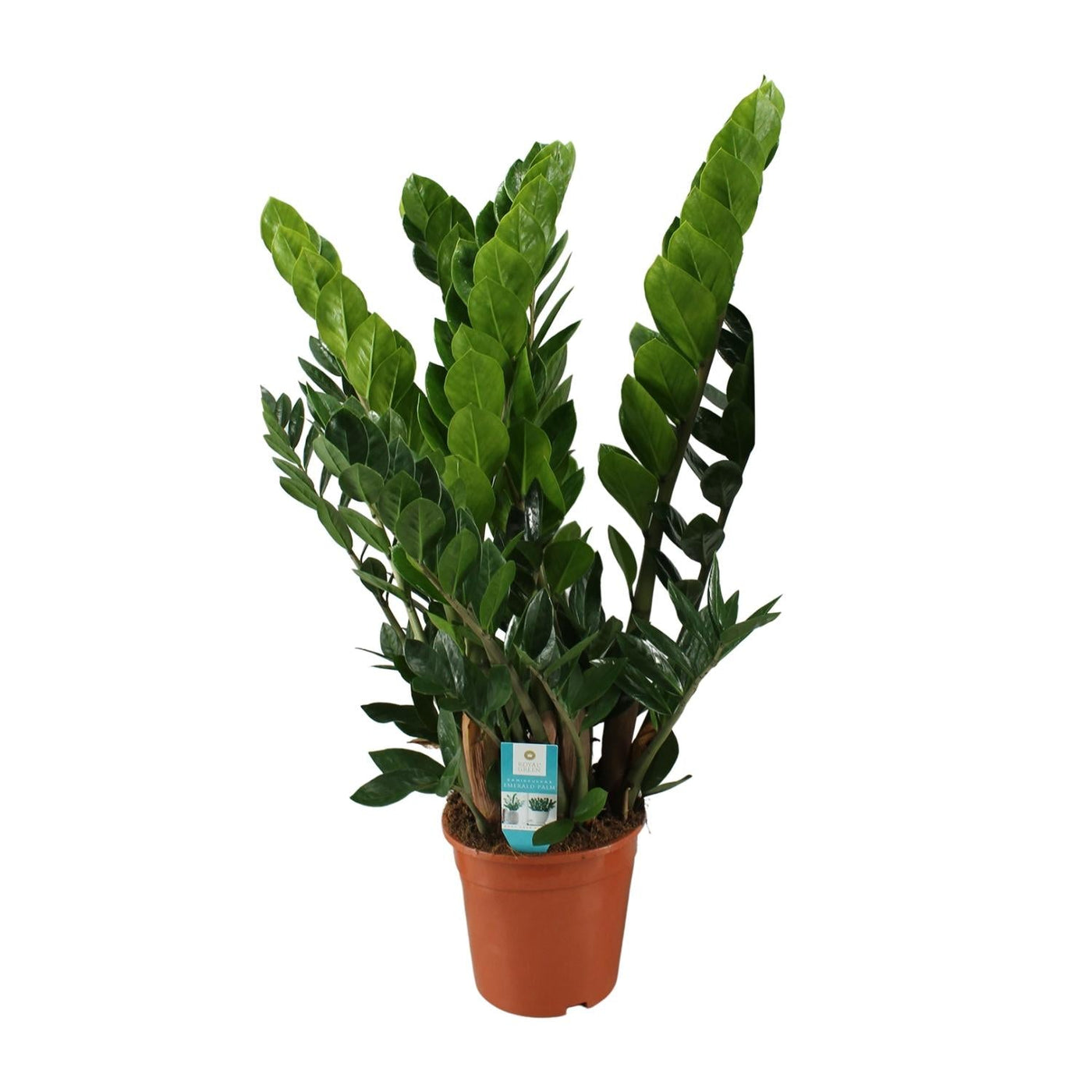 ZZ-plant - Zamioculcas zamiifolia - Ø21cm - ↕80cm