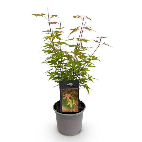 Japanse Esdoorn - Acer palmatum Phoenix - Roze - Ø12cm - ↕35cm