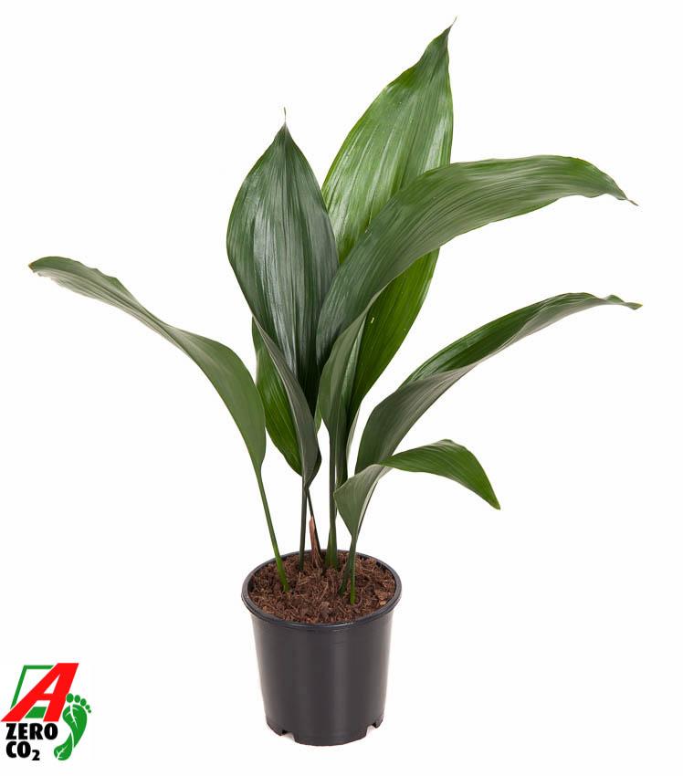 Slagersplant - Aspidistra elatior - Ø13cm - ↕50cm