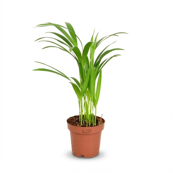 Arecapalm - Dypsis lutescens - Ø12cm - ↕40cm
