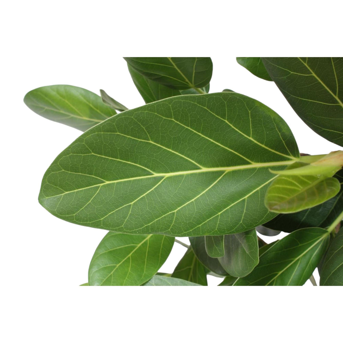 Bengaalse Vijg - Ficus benghalensis - Ø30cm - ↕150cm