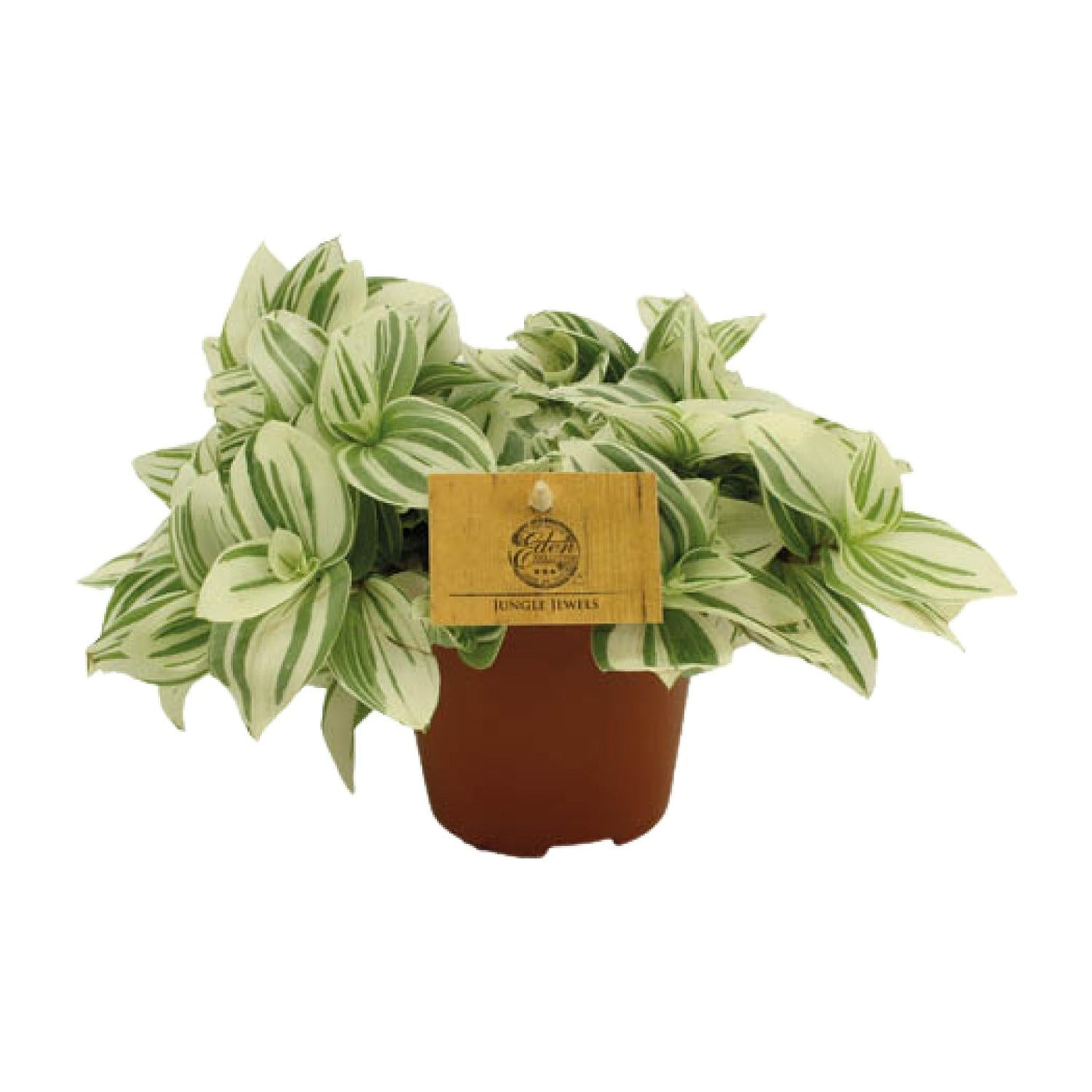 Tradescantia Brightness - Ø12cm↕20cm