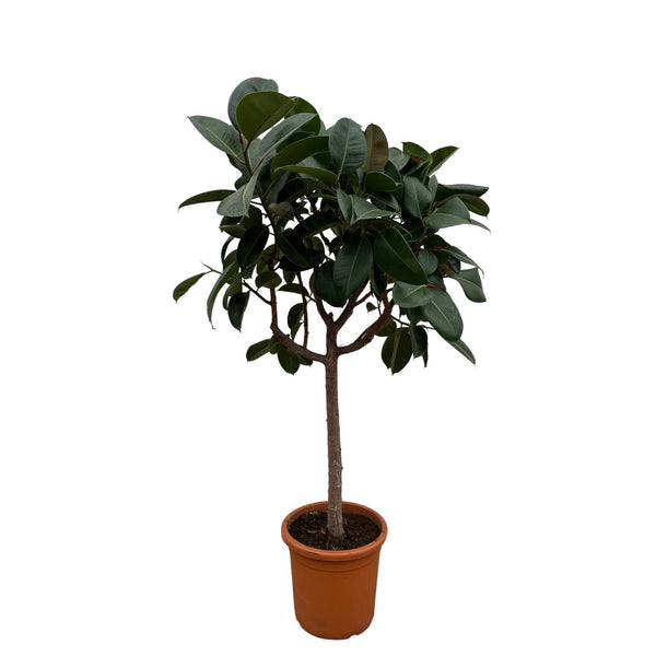 Rubberboom - Ficus elastica Robusta - Ø35cm - ↕190cm