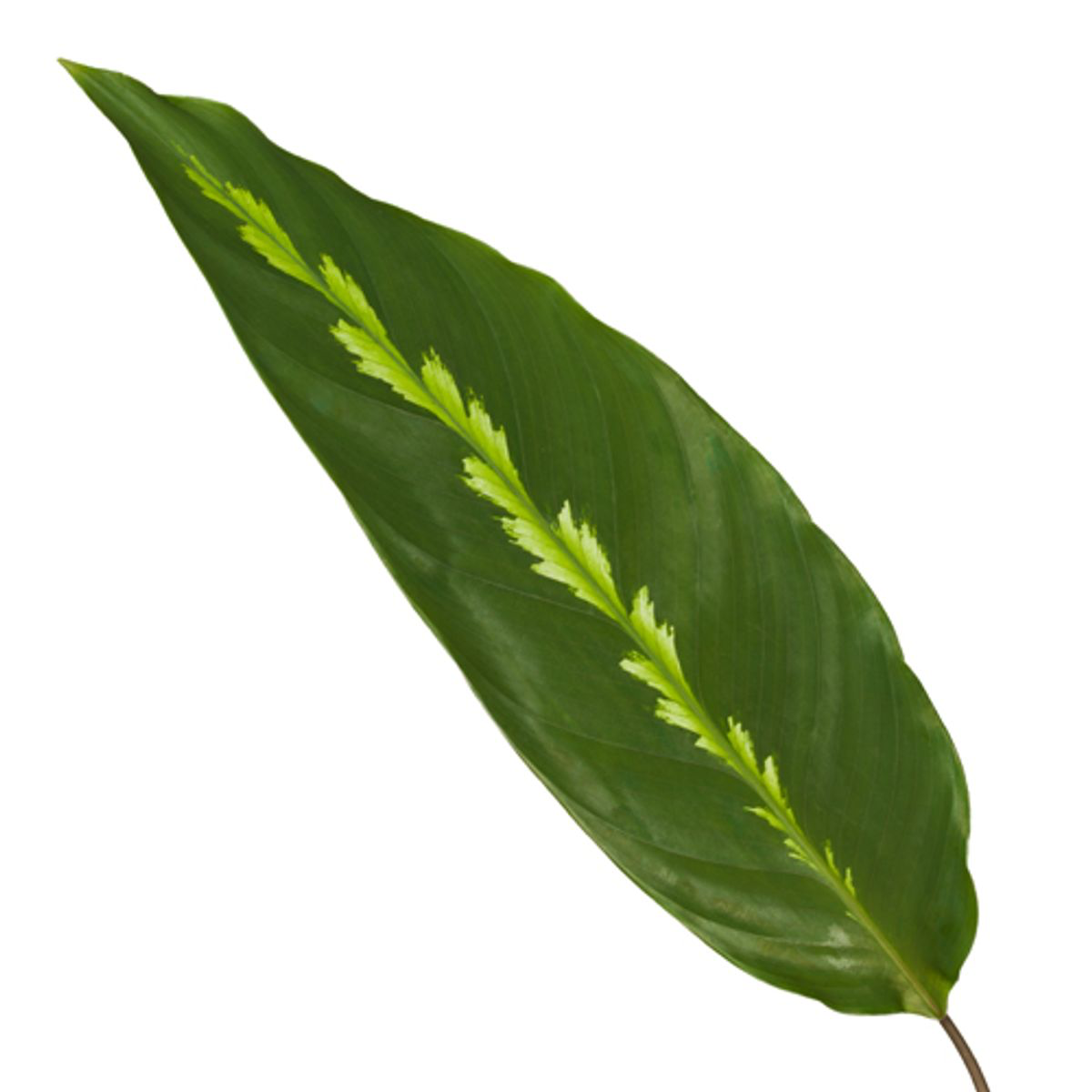 Calathea Maui Queen - Ø12cm - ↕35cm