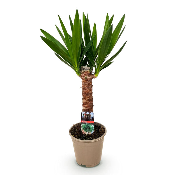 Palmlelie - Yucca elephantipes - Ø14cm - ↕55cm