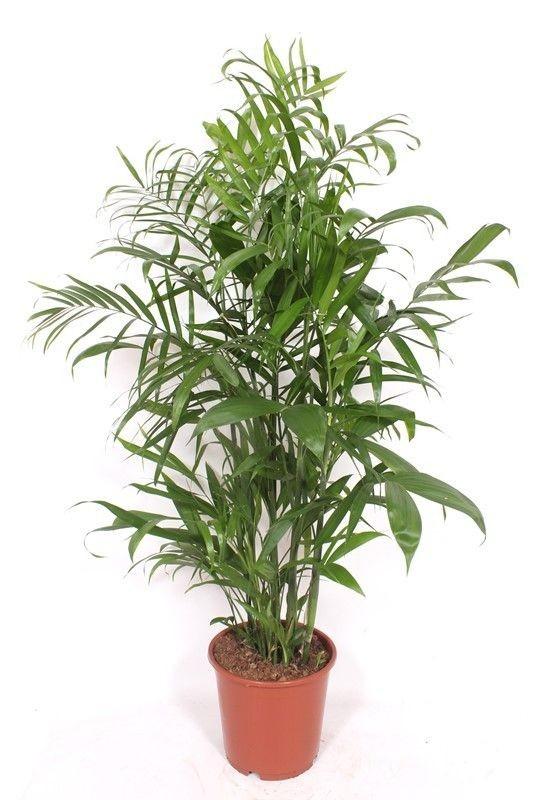 Bamboepalm - Chamaedorea seifrizii - ↕150cm
