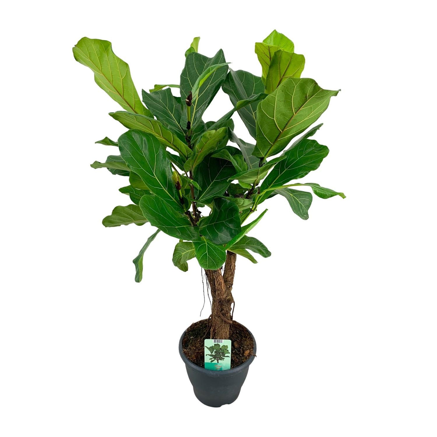 Vioolbladplant - Ficus lyrata - Ø26cm - ↕100cm