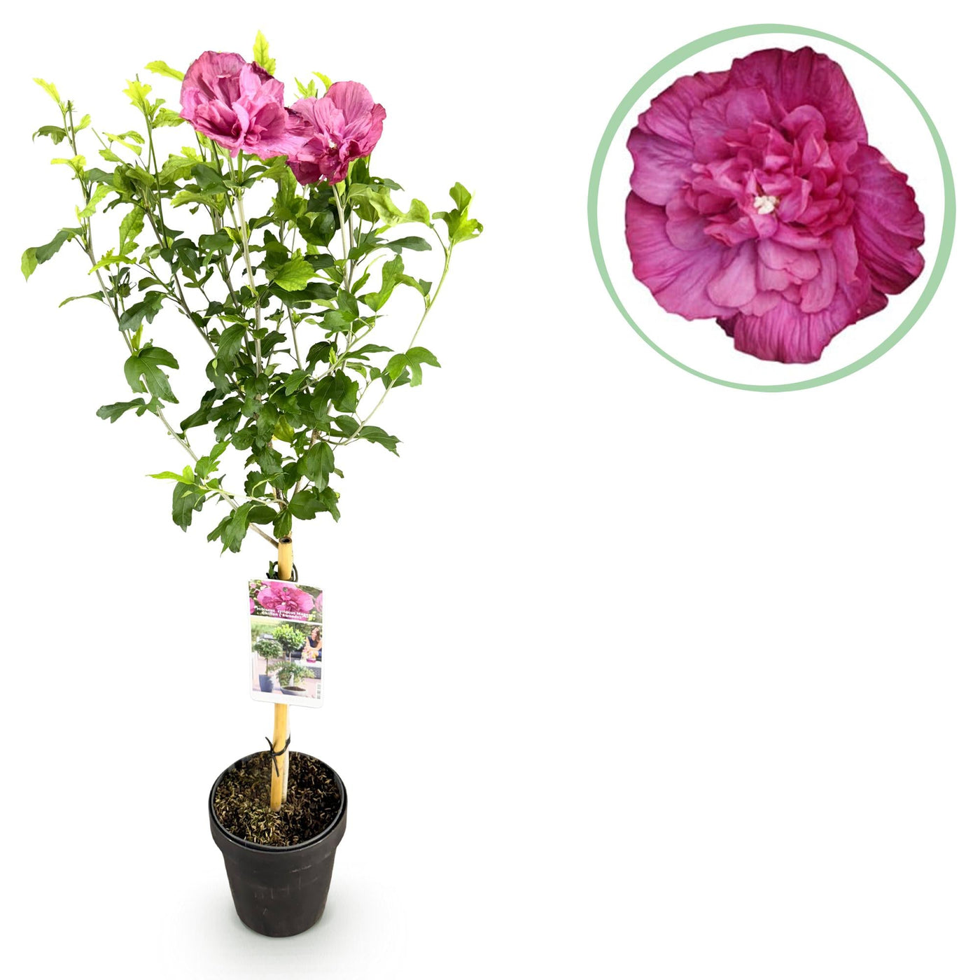 Hibiscus op stam - Hibiscus syriacus 'Magenta Chiffon' - magenta - Ø19cm - ↕90cm