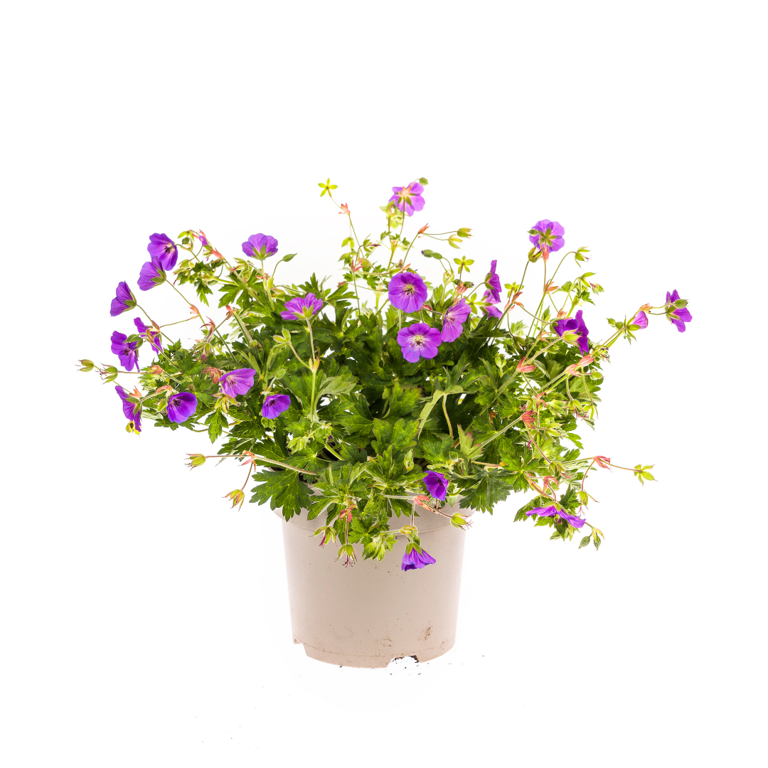 Ooievaarsbek - Geranium Rozanne Purple - Ø19cm - ↕20-30cm
