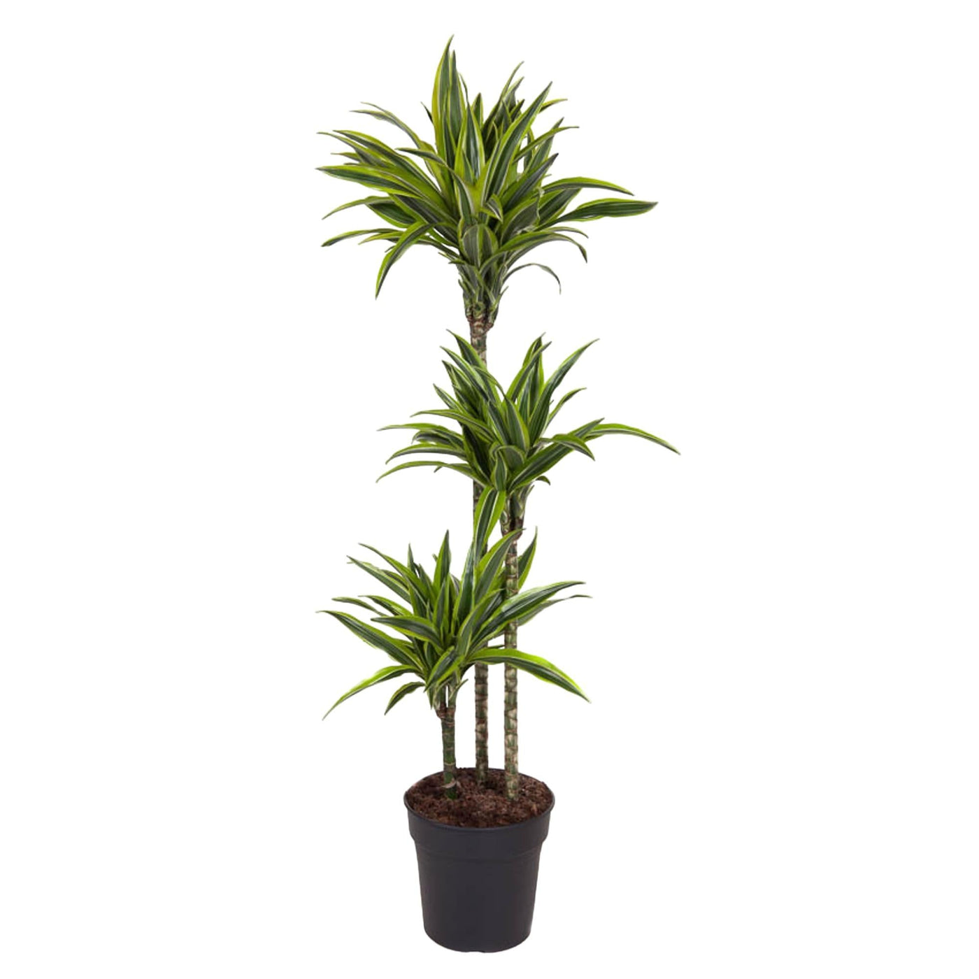 Drakenbloedboom - Dracaena Lemon Lime - Ø27cm - ↕160cm