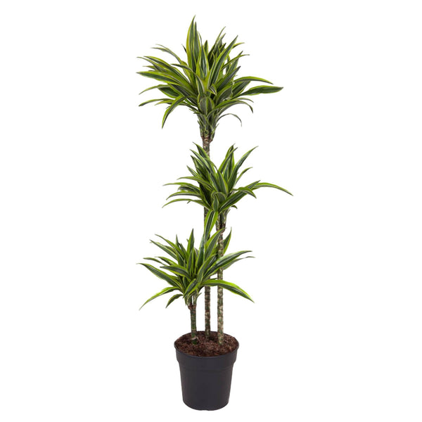 Drakenbloedboom - Dracaena Lemon Lime - Ø24cm - ↕160cm