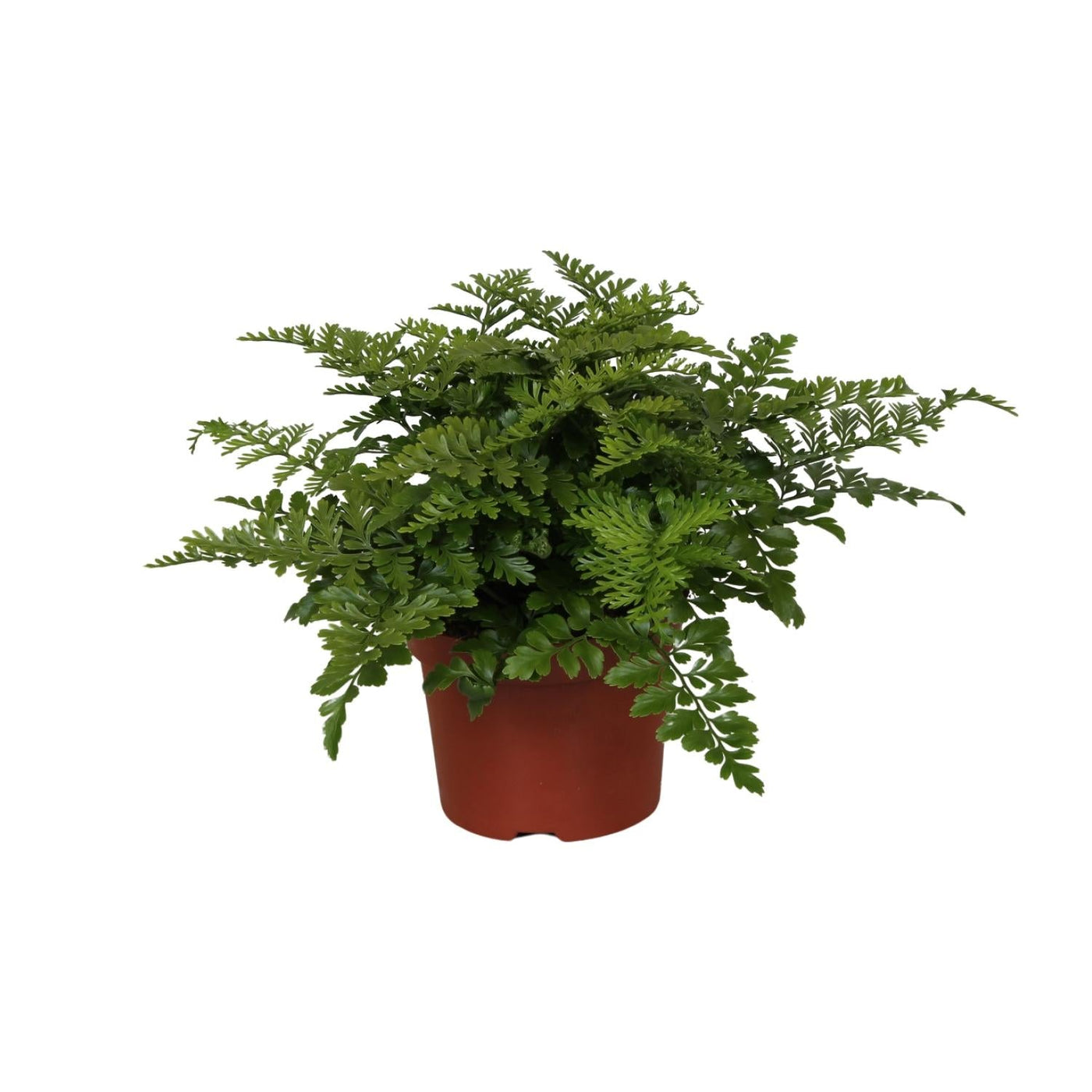 Tongvaren - Asplenium Parvati - Ø12cm - ↕25cm