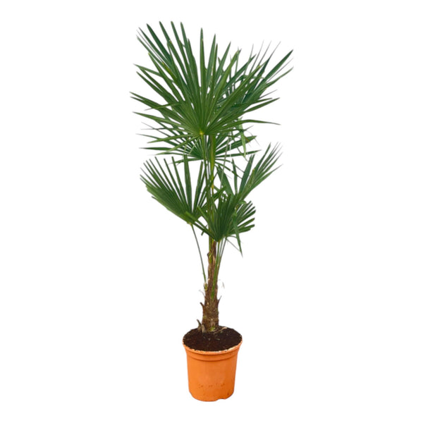 Chinese waaierpalm - Trachycarpus Fortuneii - ↕160cm